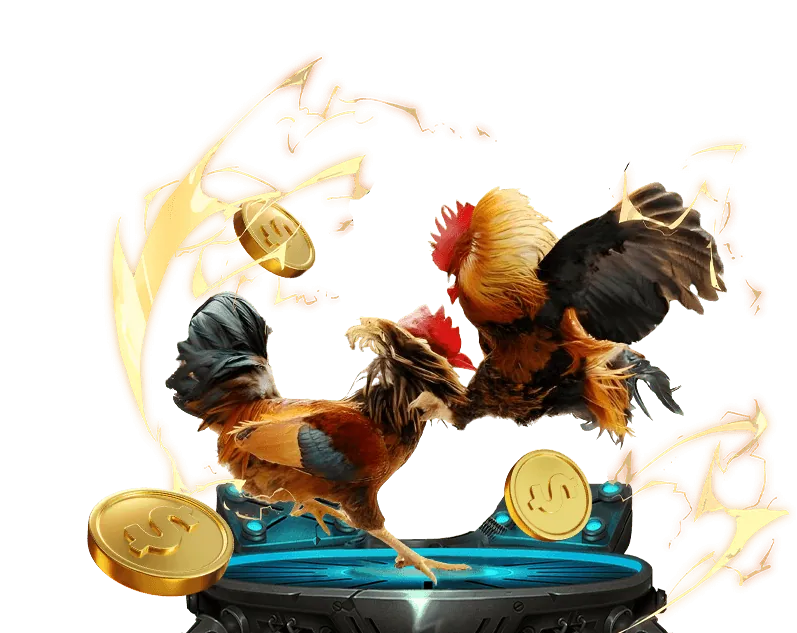 Hình ảnh các trận Đá gà trực tiếp kịch tính tại abc8bet SaoBet.